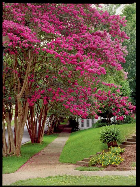 Witching hour crepe myrtle